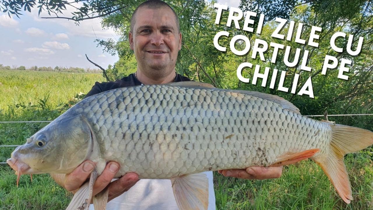 Trei zile de pescuit la crap pe bratul Chilia, Delta Dunarii la Obrize cu cortul. O partida superba!