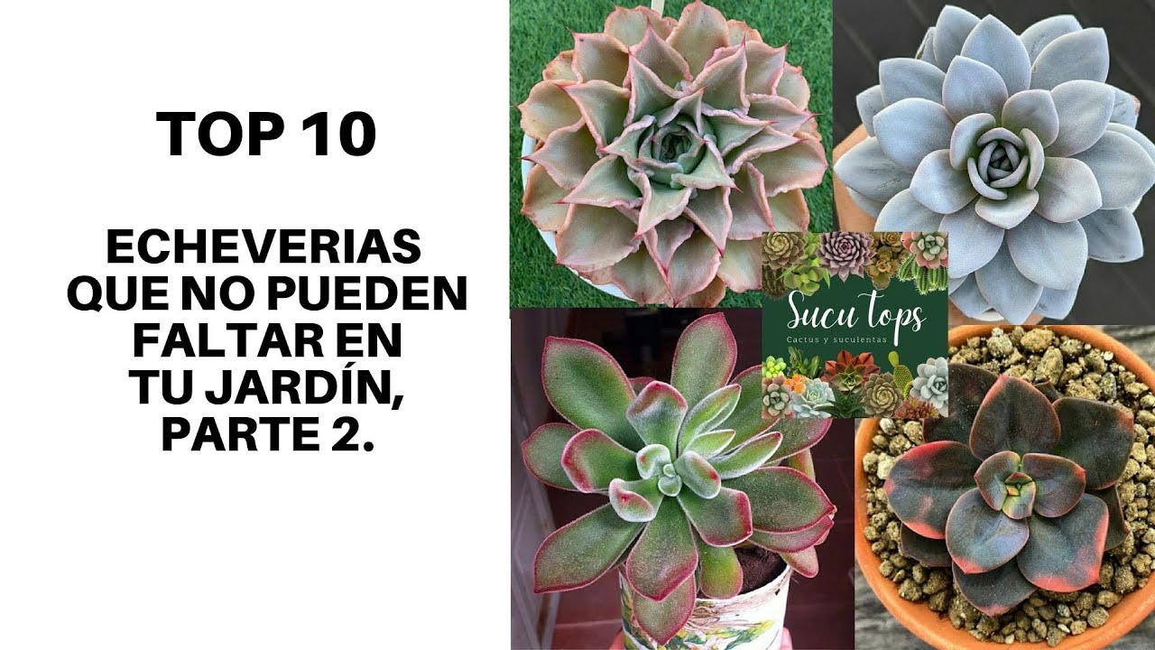 TOP 10 ECHEVERIAS QUE NO PUEDEN FALTAR EN TU JARDÍN, PARTE 2