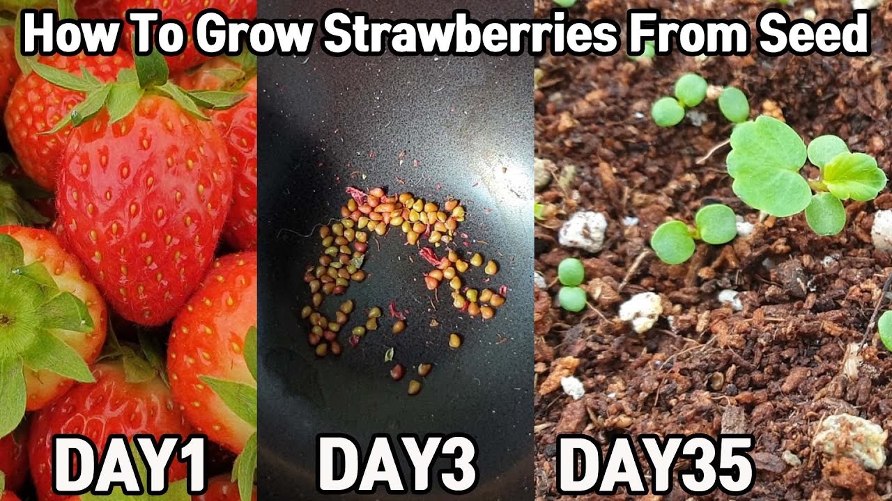 딸기 사 먹고 공짜로 모종 얻는 방법!ㅣHow To Grow Strawberries From Seed