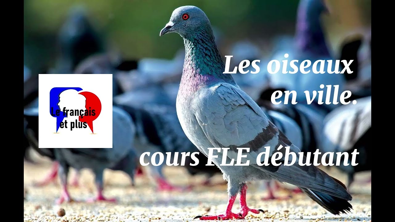Les oiseaux en Ville