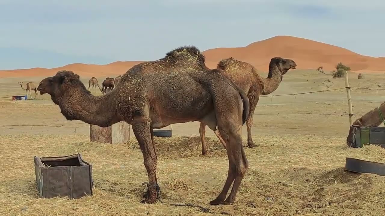 Marokko Teil 4 von Meski nach Zagora