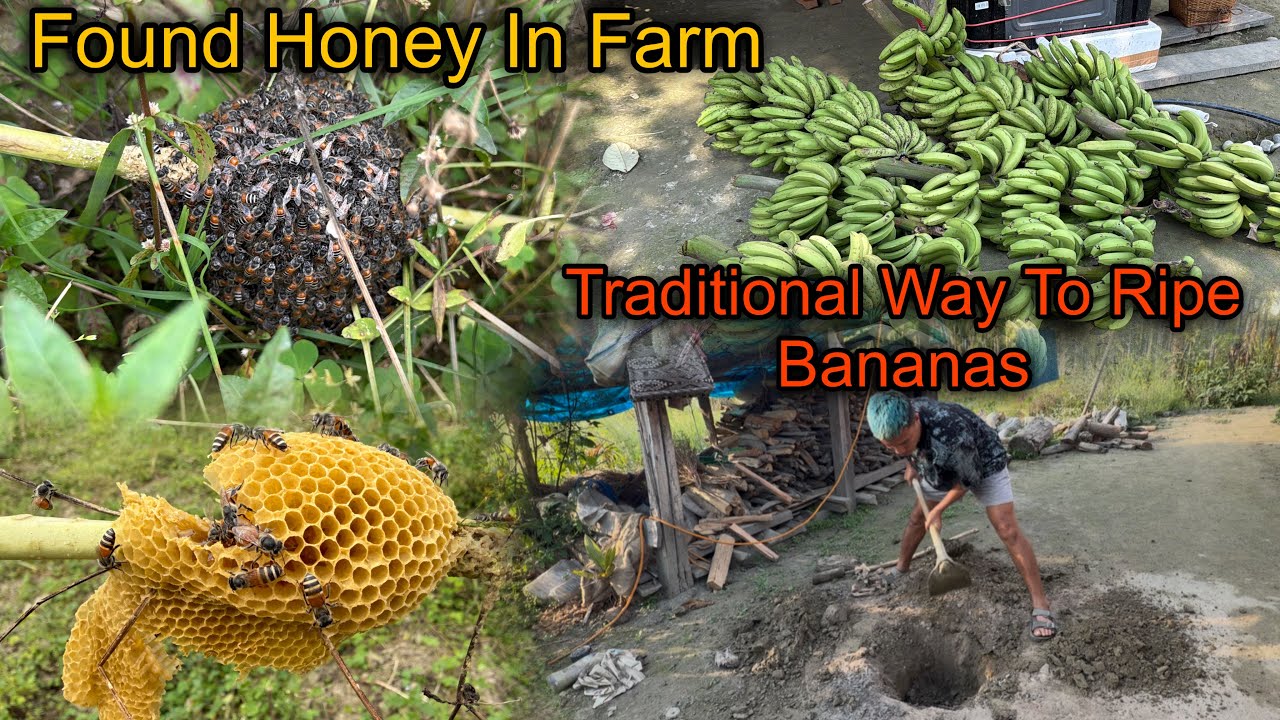 Traditional Way To Ripe Bananas in Village || Found Wild Honey in Our Farm😳 Village Life❤️