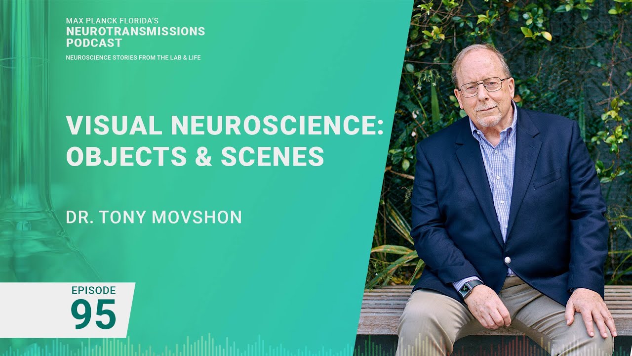 Podcast Episode 95 - Visual Neuroscience Objects & Scenes | Tony Movshon