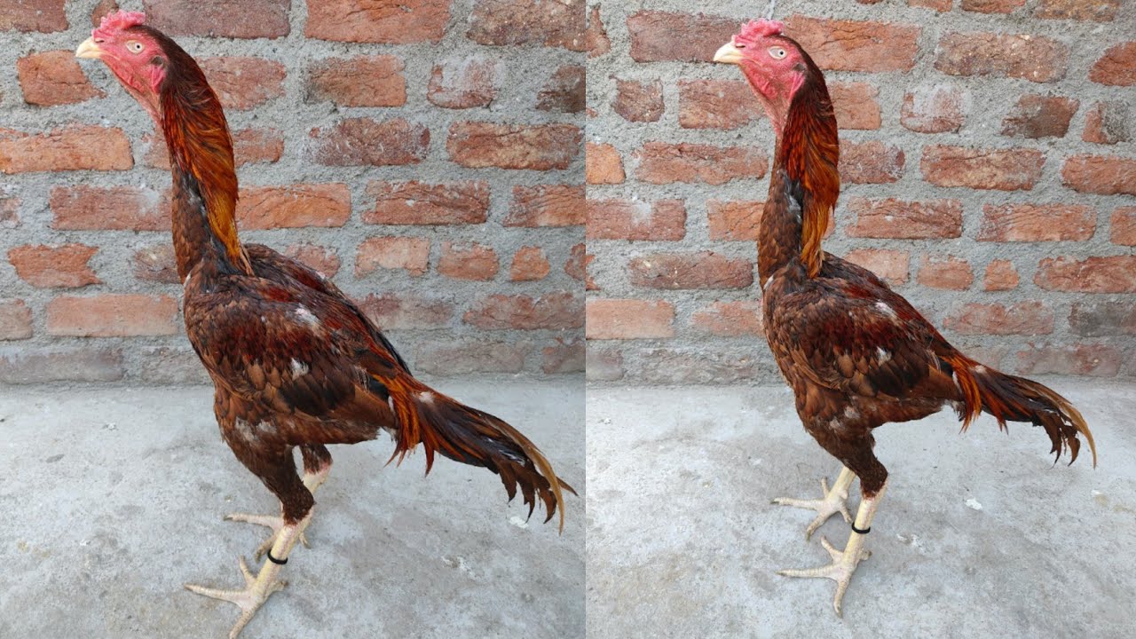 Rooster Available In Hyderabad