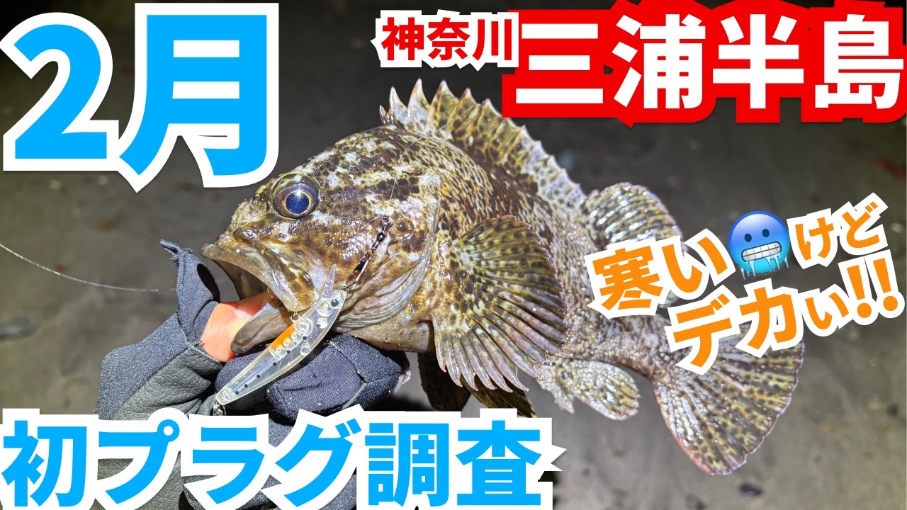 【初プラグ釣行】寒い夜に行ってきました！まさかの魚が...!!冬のプラッキング調査！in三浦半島  ｜#vlog #神奈川釣り #ソイ #メバル #fishing #海釣り #メバルハンター #釣り
