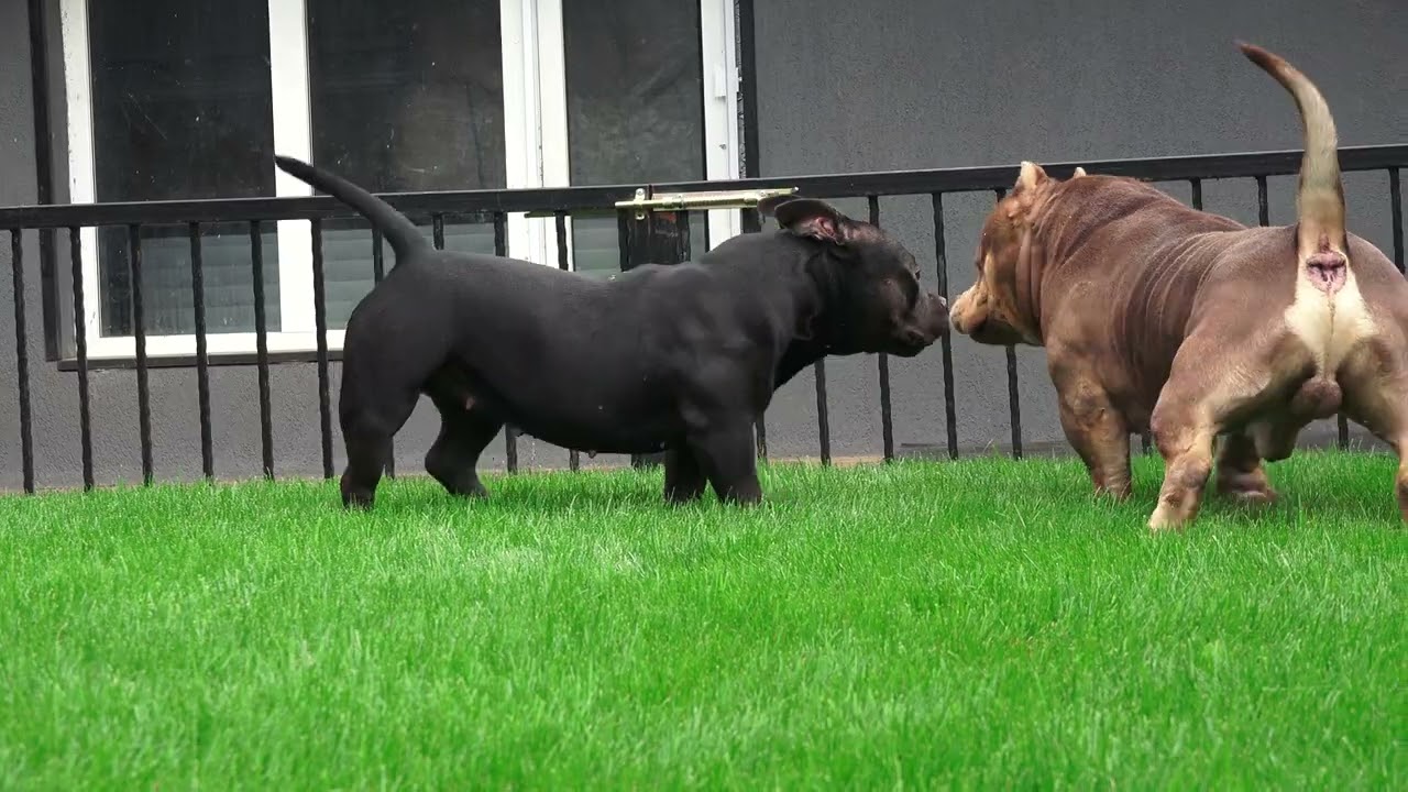 COLOR BOMB BULLIES GRIZZLY' s love dance, Inw.Gr.Ch Rockomania son.