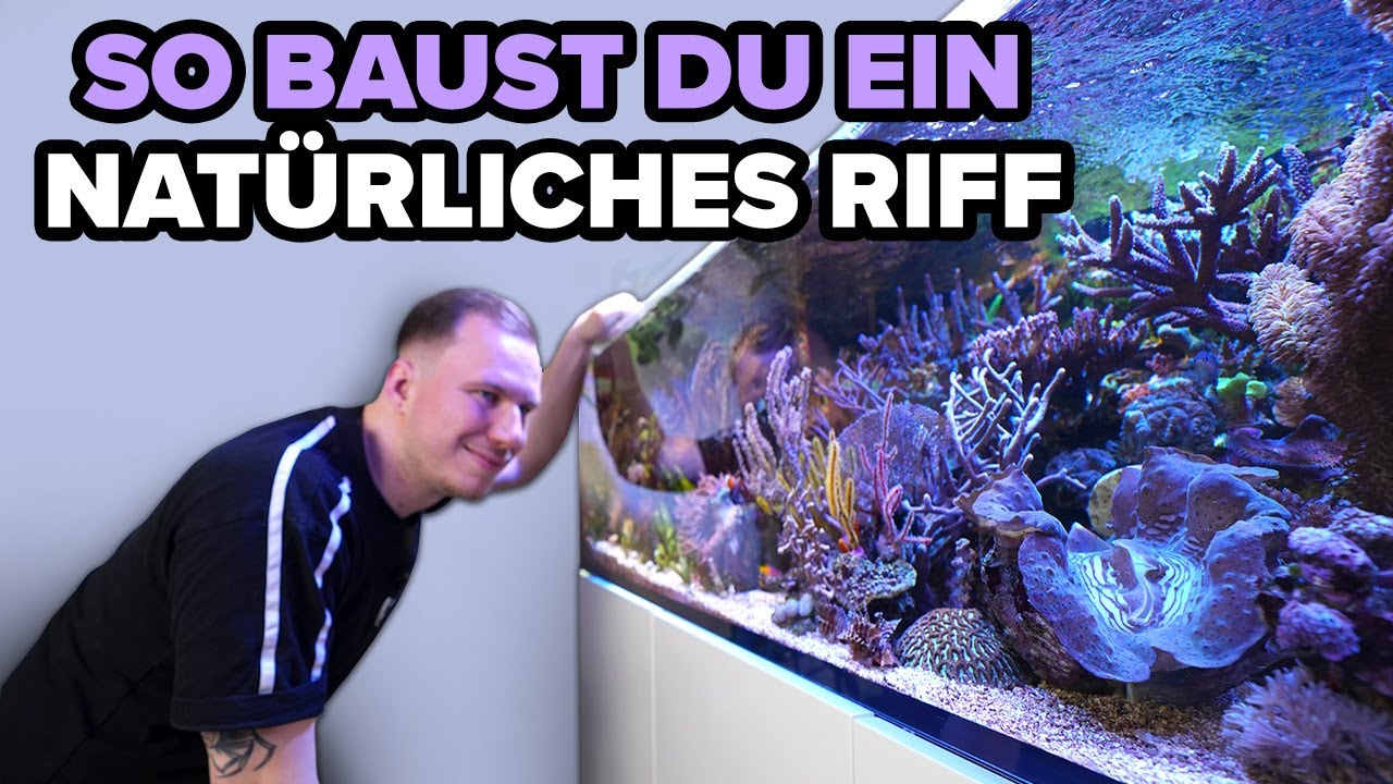 So baust du einen NATÜRLICHEN RIFFAUFBAU im Meerwasseraquarium - Neytrop
