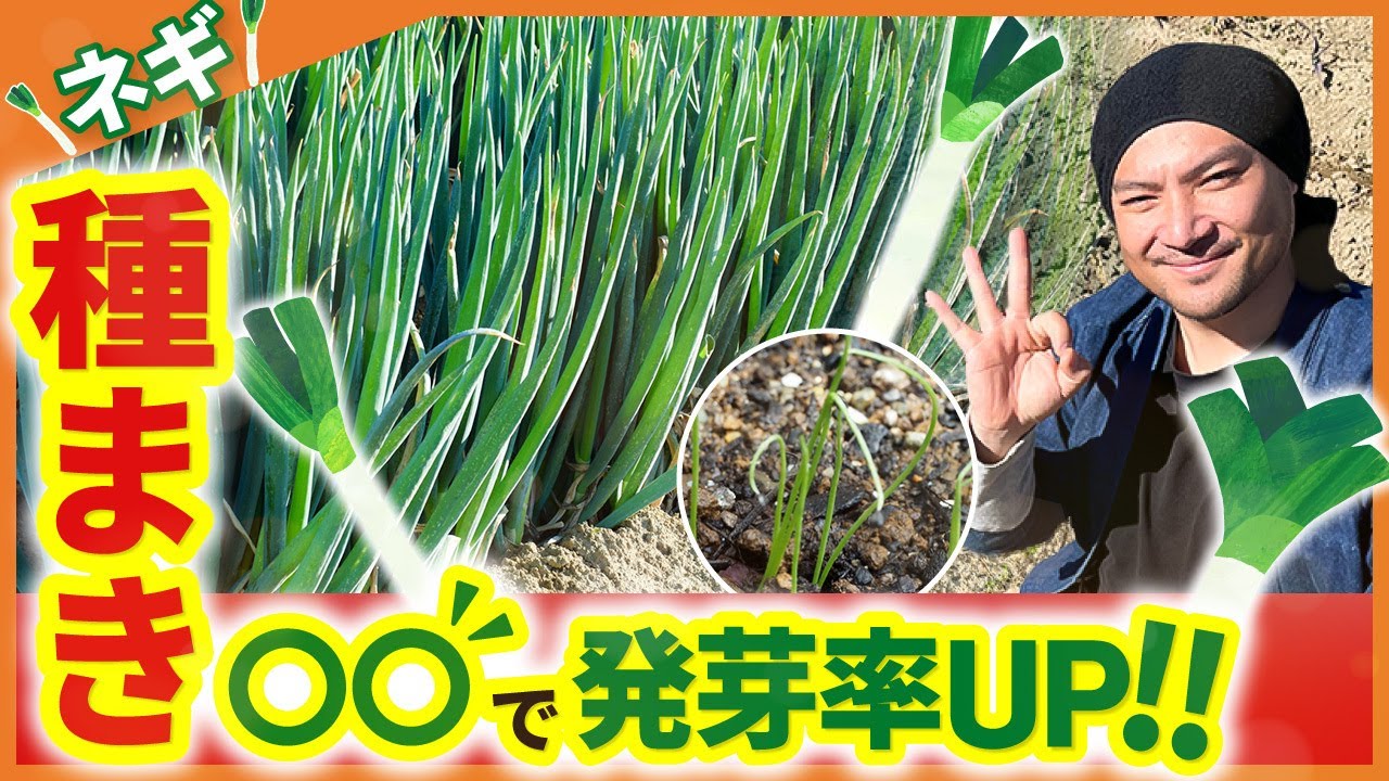 【家庭菜園】ネギの種まき・育て方！発芽率UPには〇〇が重要!!