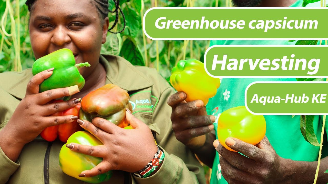 PROFITABLE CAPSICUM FARMING IN KENYA: Harvesting of Successful  Capsicum under Greenhouse Farming