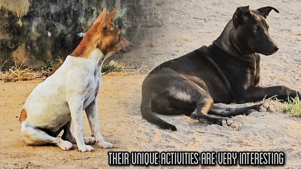 THEIR UNIQUE ACTIVITIES VERY INTERESTING #dogs