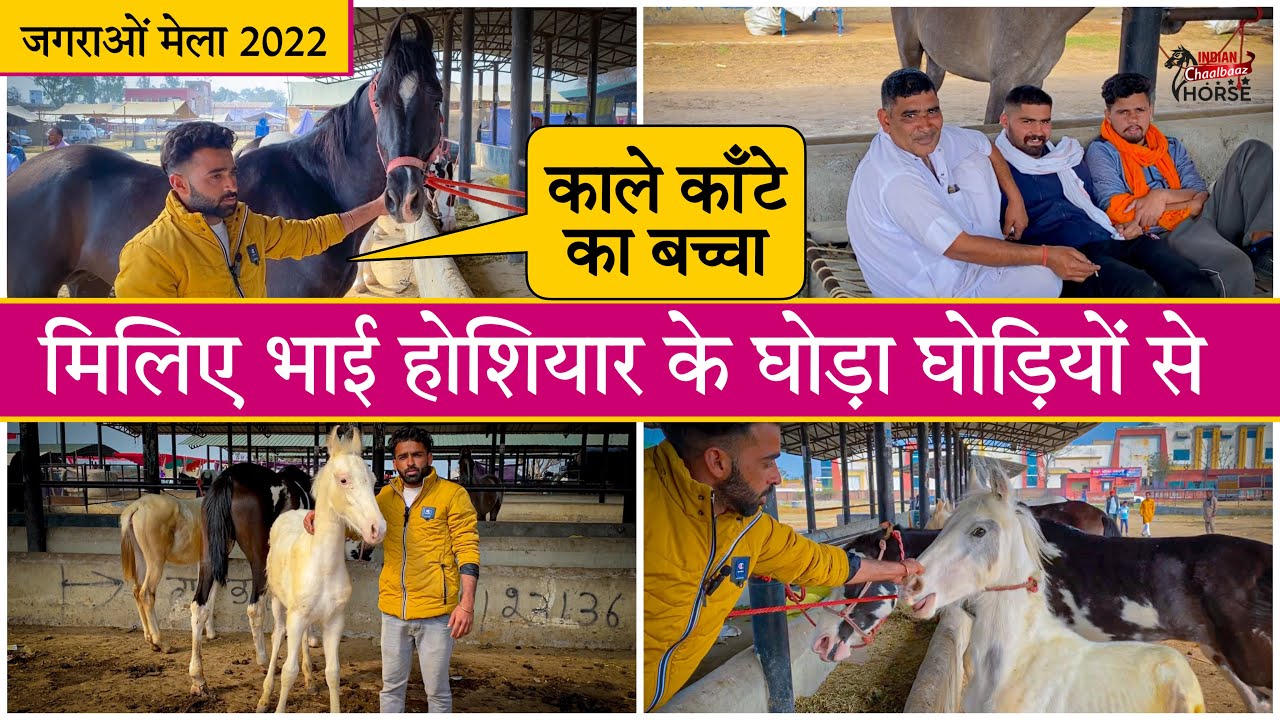 मिलिए भाई होशियार के घोड़ा घोड़ियों से 9812566056 (Jagraon Mela Punjab 2022)