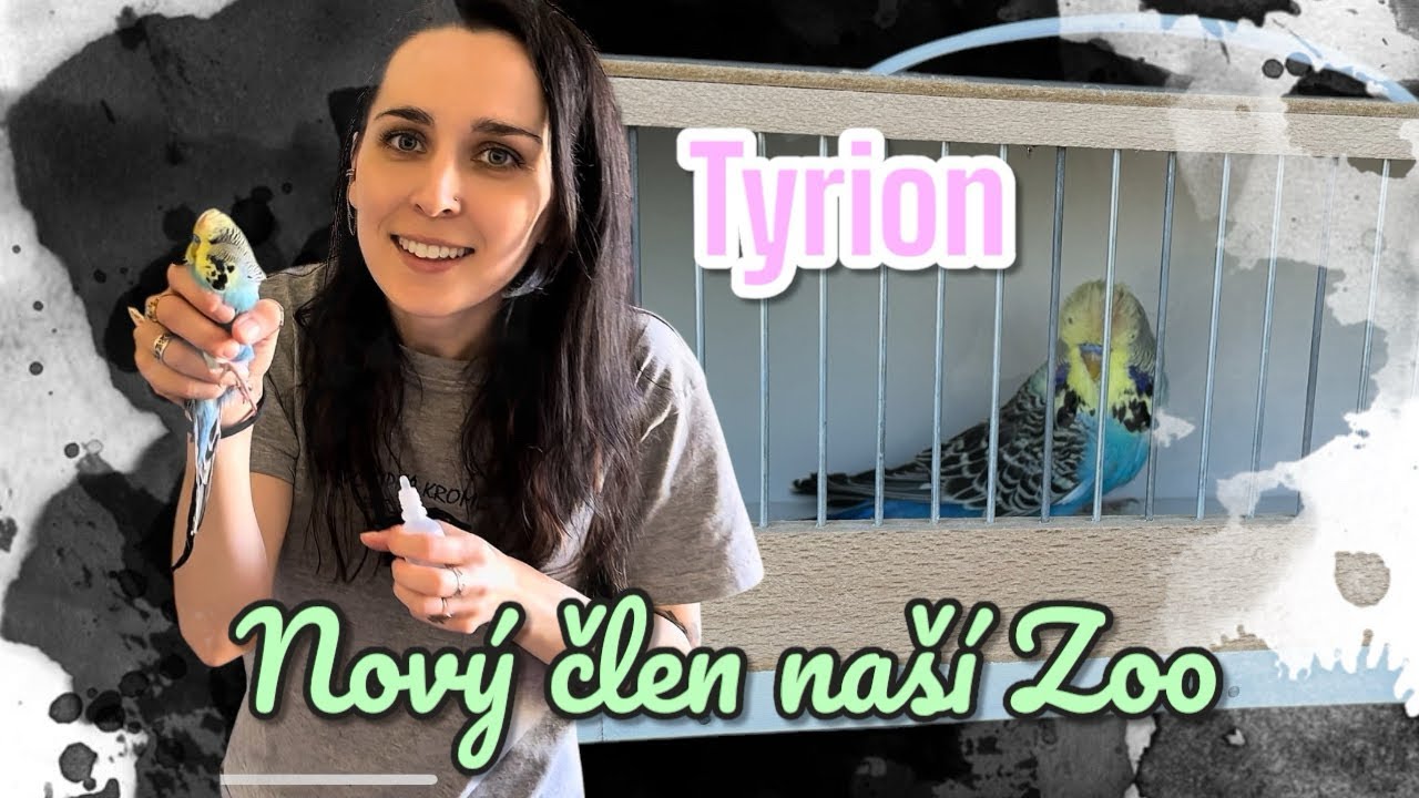 Seznamte se, andulka Tyrion 🦜| burza Kroměříž