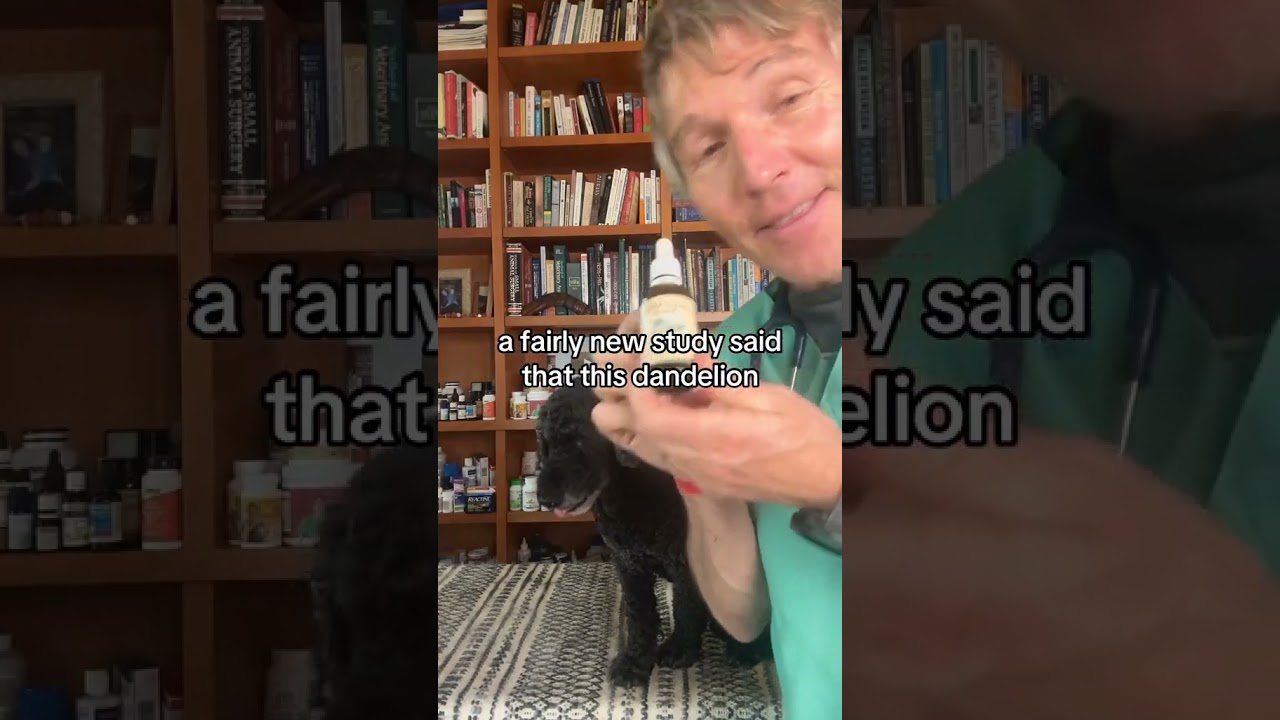 Does your pet have Heart Disease? Try this herbal diuretic