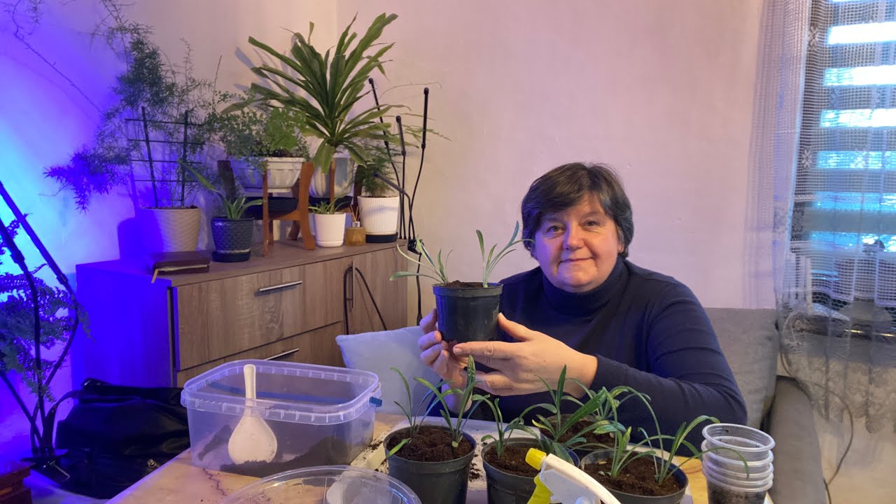 Розсаджую гацанію // КВІТИ З РОЗСАДИ