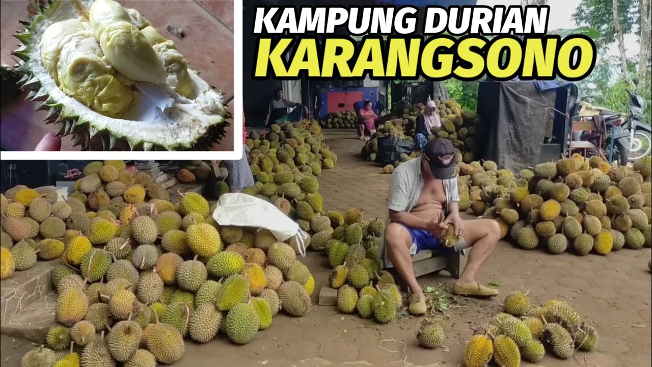 Bisa kirim seluruh jawa , Durian lokal trenggalek di kampung karangsono.