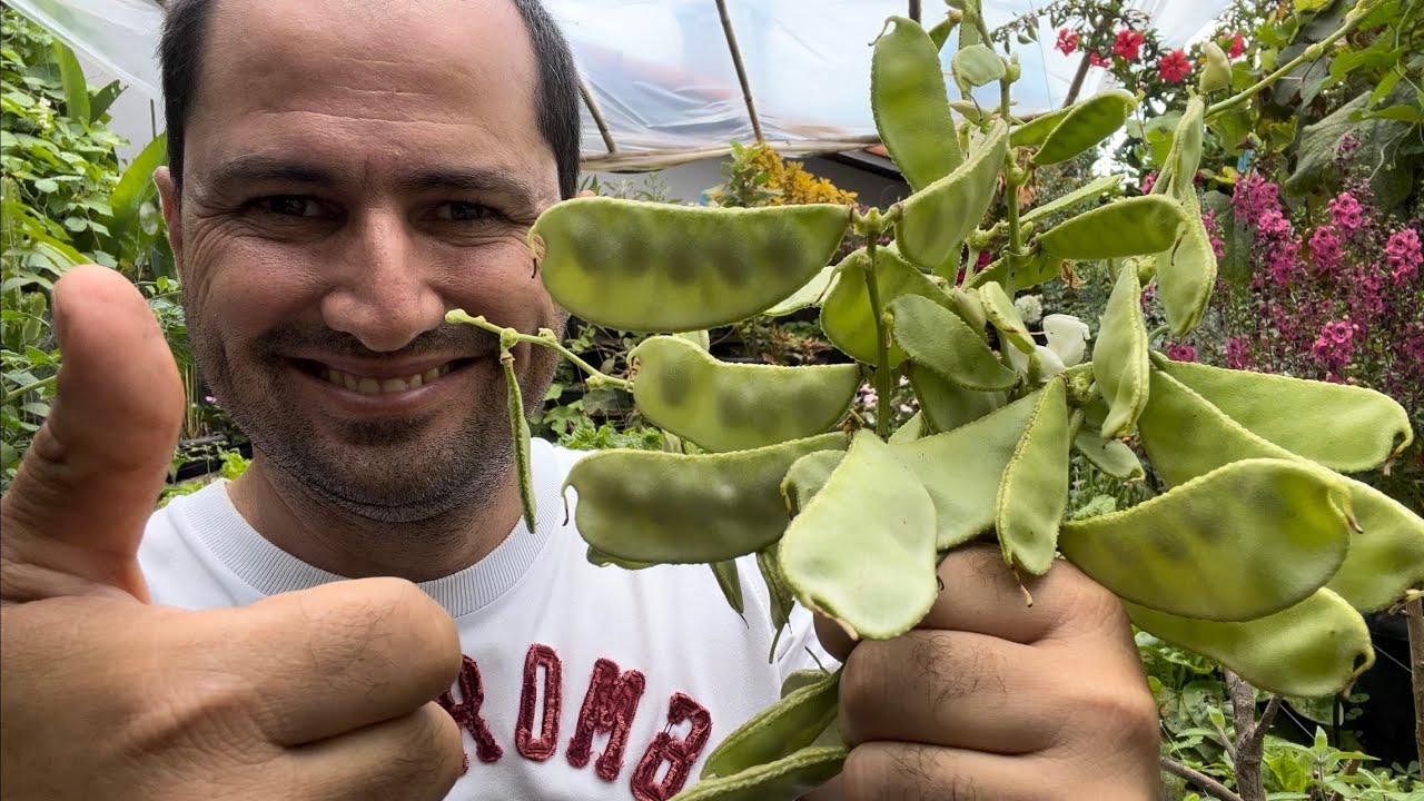 FAVA - FEIJÃO ORELHA DE PADRE VERDADEIRO