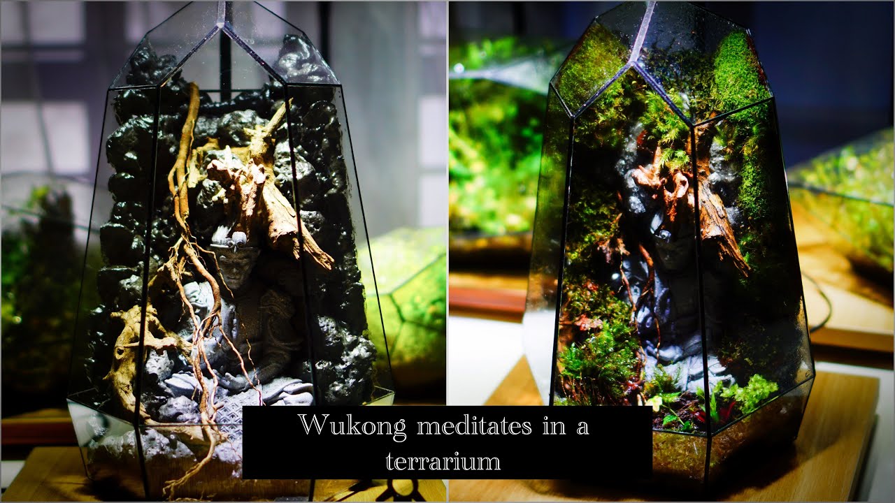 Relax with a terrarium: Wukong meditates in a terrarium