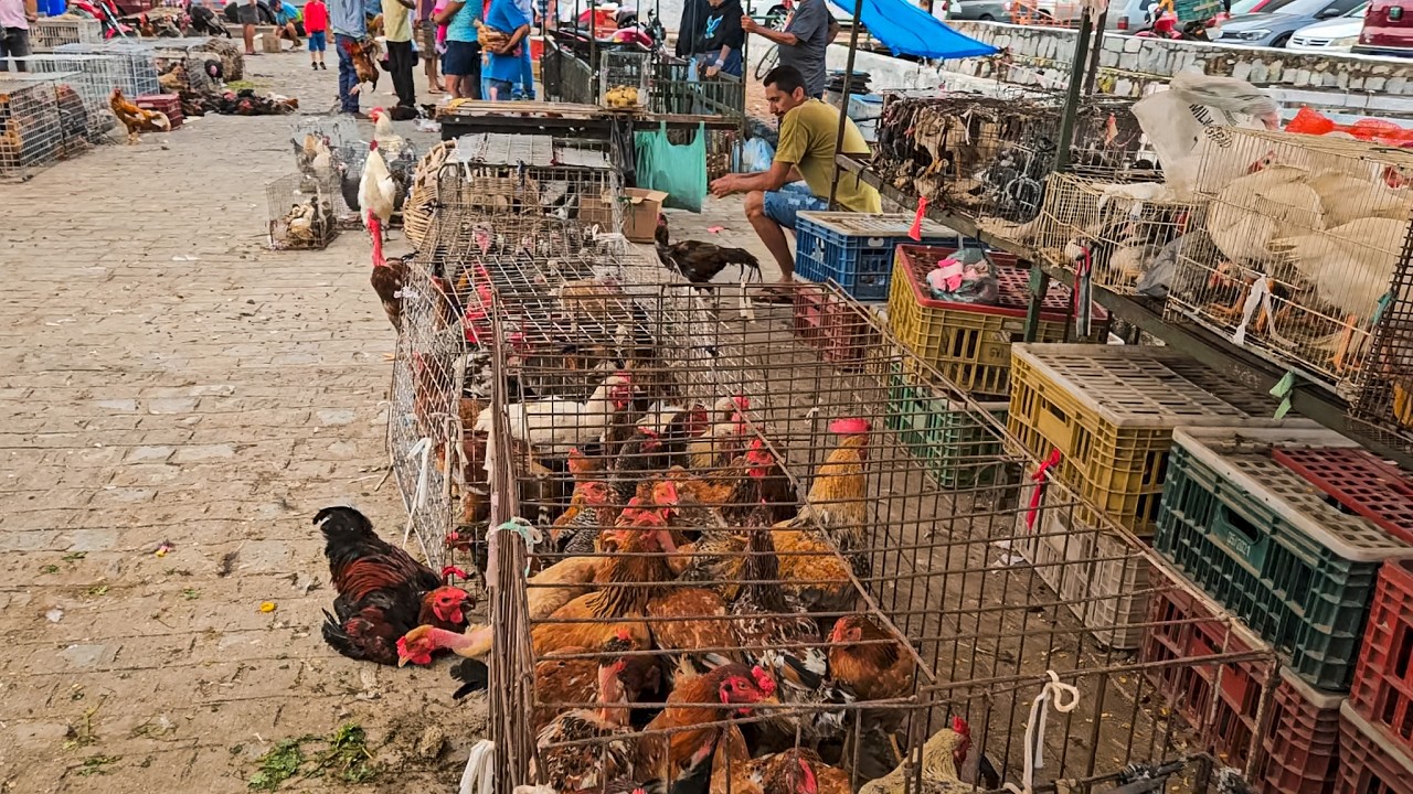 FEIRA DE GALINHAS DE CARUARU PE, SÁBADO, (14/02/26) #nordeste