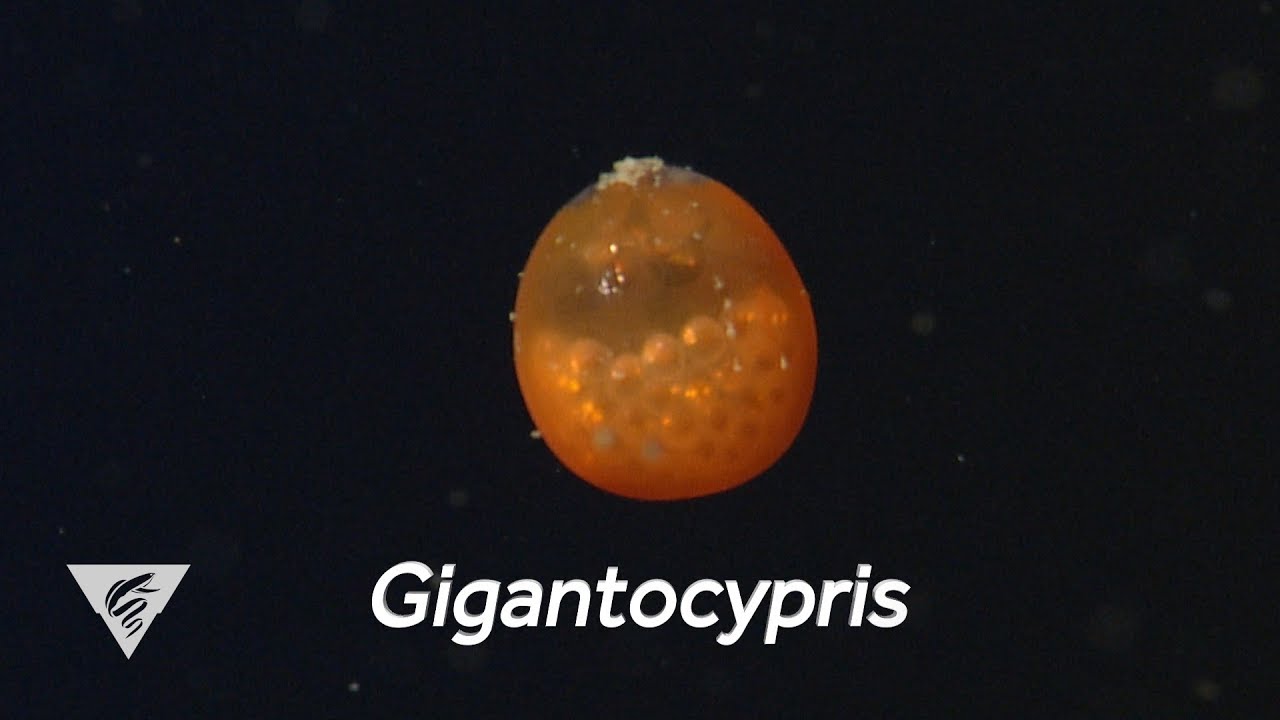 Weird and Wonderful: The giant seed shrimp looks like a swimming orange ping-pong ball