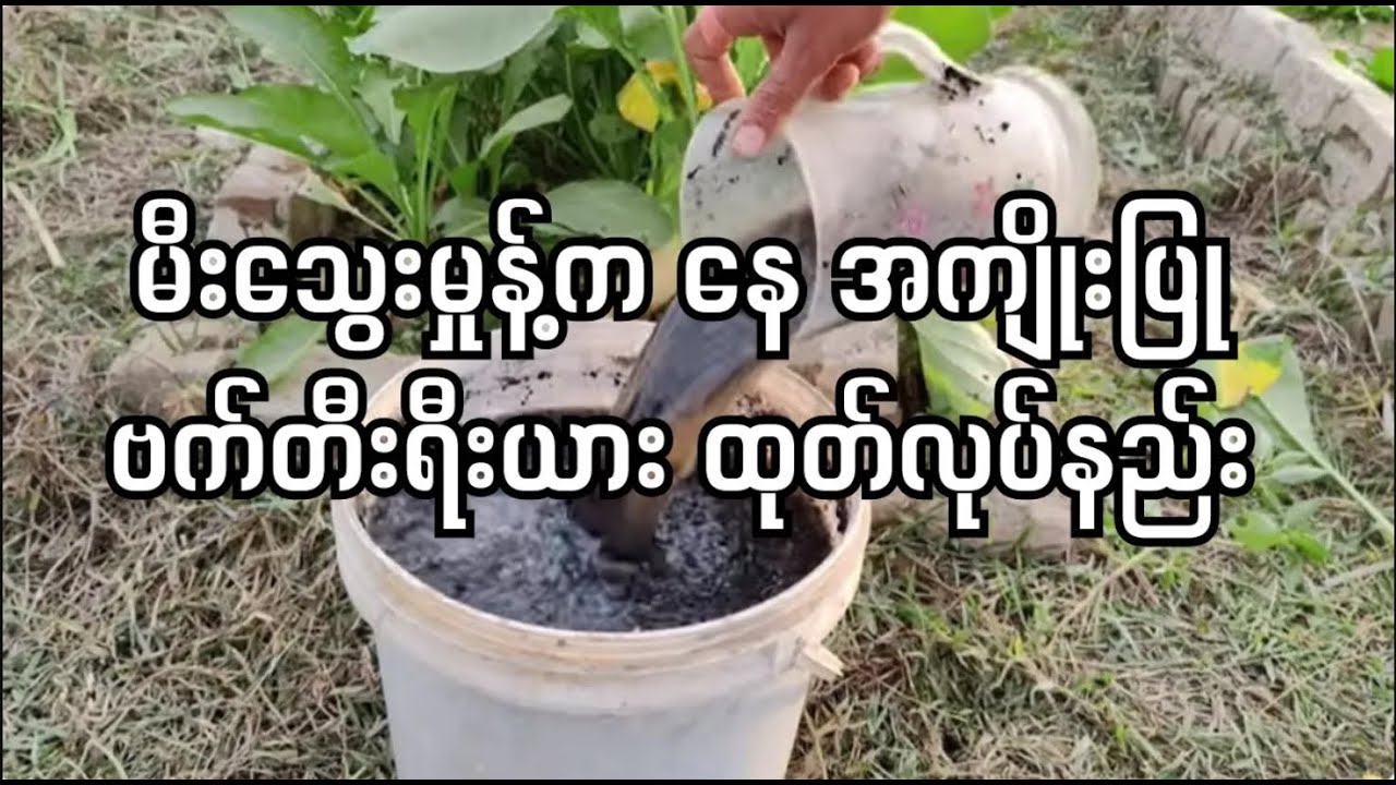 မီးသွေးမှုန့်ကနေ အကျိုးပြု ဗက်တီးရီးယားထုတ်လုပ်နည်း။ #organicfarming #စိုက်ပျိုးရေး #homegarden