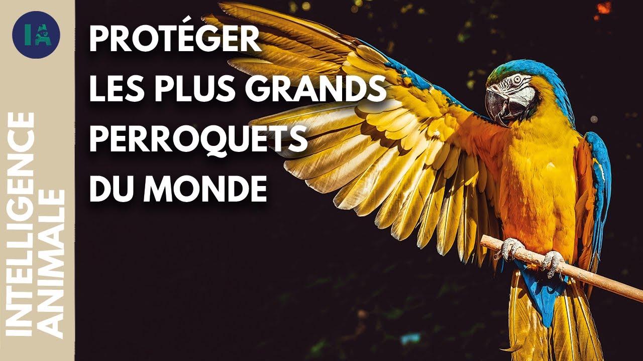 Le royaume des Aras | IA