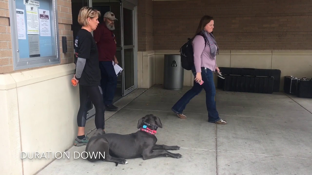 Gerty, 6 month old Great Dane