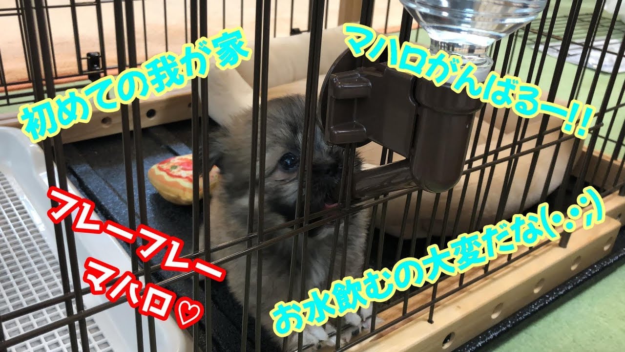 初めての我が家 ちょっとドキドキ 子犬 MIX犬 ポメラニアン シーズー