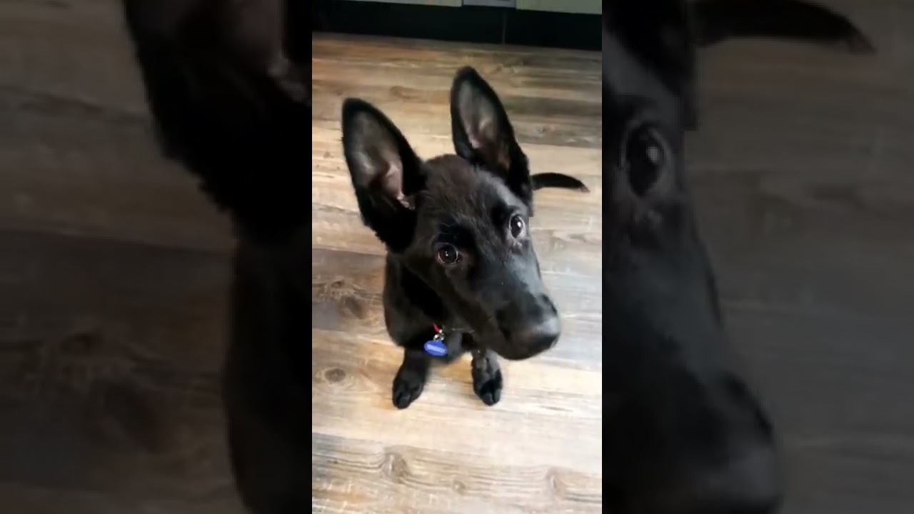 play this sound.     