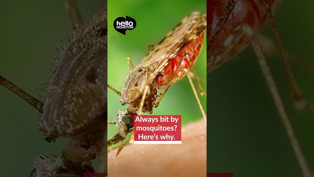 Why do mosquitoes always bite me?