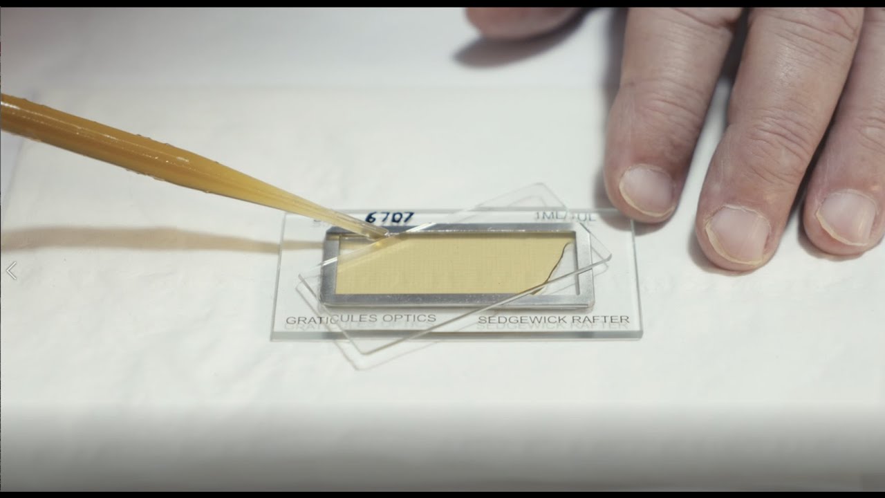 How to use a Sedgewick Rafter Counting Chamber