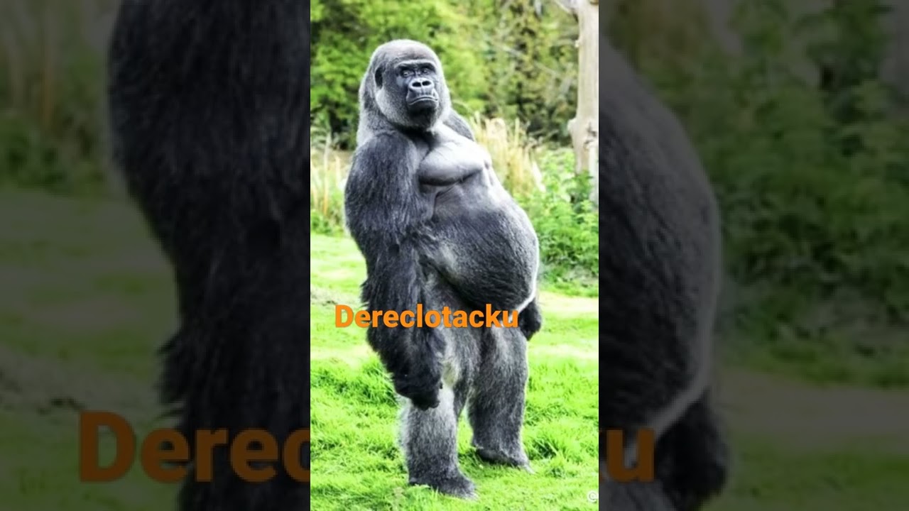 tiktok dz_ak_47   escrivan en mayuscula youtobe deeeclotacku