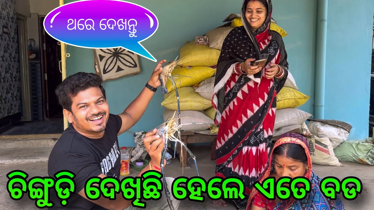 ଚିଙ୍ଗୁଡ଼ି ଦେଖିଛି ହେଲେ ଏତେ ବଡ / Rupa Pin2 Khushi