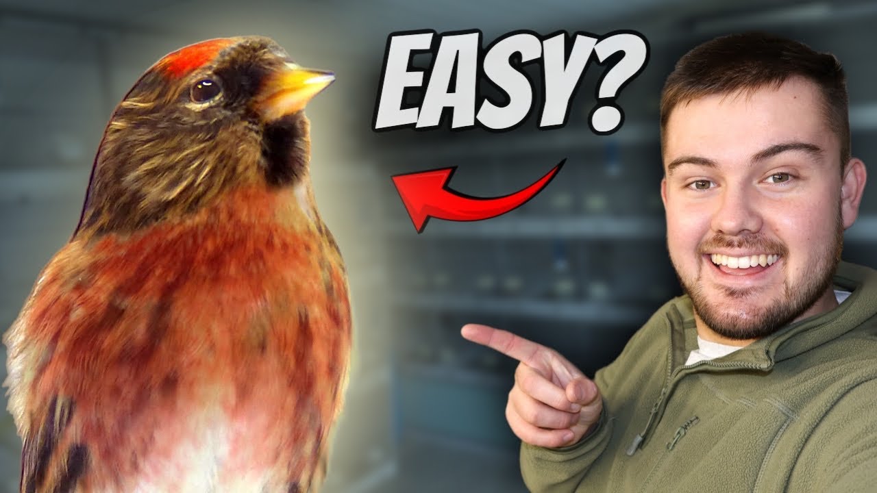 My FIRST British Bird, Redpolls! | 18/31
