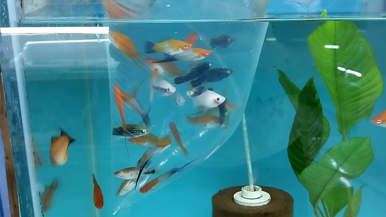 Akvaryum Vlog #488 (5. Küçük Endonazya İthalatım & L46 Pleco)