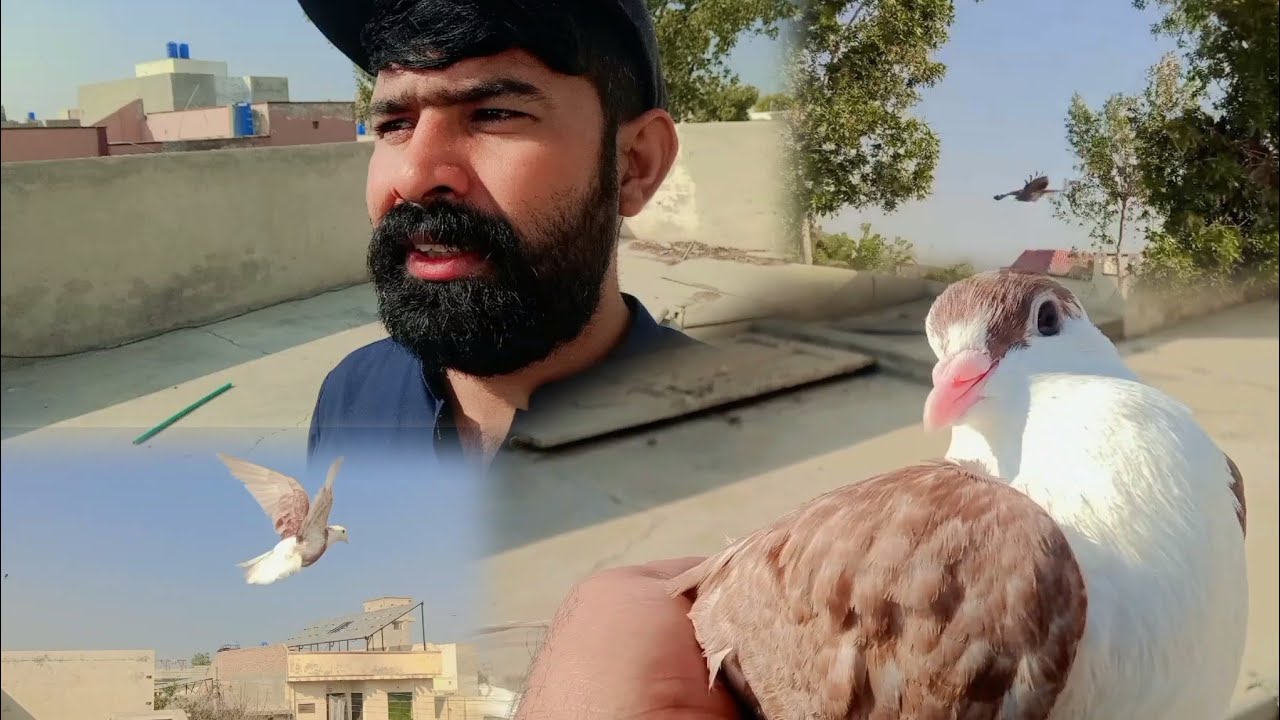 Kabutr Pet House Sy Urh Gaya Part 1| Kabootar ko training ky ly chora Wapis he ni aya part 1 