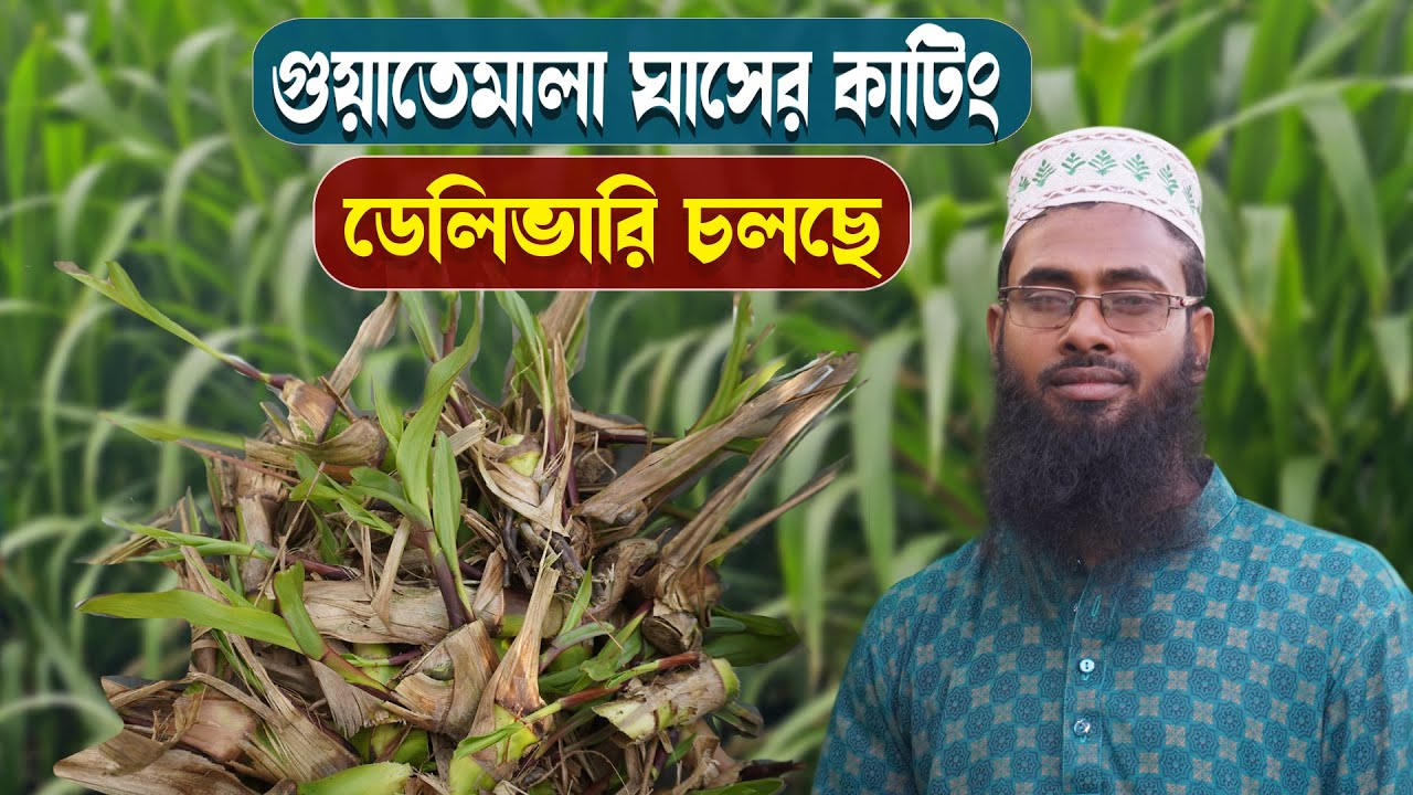 গুয়াতেমালা ঘাসের কাটিং ডেলিভারি চলছে 01722-949905  । সর্বোচ্চ ভালো মানের ঘাসের কাটিং #farming