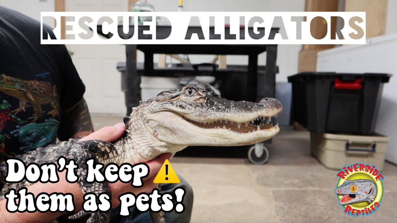 Правда о содержании АЛЛИГАТОРОВ в качестве домашних животных 🐊 ⚠️