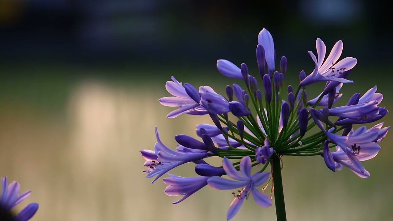 朝日に映える、アガパンサス  ・  ダリアと山ほろしの花は別日の撮影です。