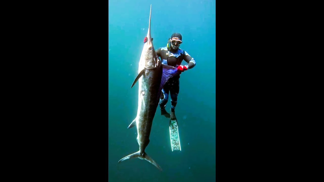 Spearfishing Marlin in Baja California