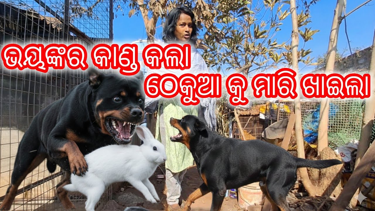 Stray dog ସବୁକୁ ଛାଡ଼ି ଦେବା କି ବାହାରେ?Treatment ରେ ଆସିଥିବା dog ଟି କୁଆଡେ ଚାଲିଗଲା? Rottweiler dog 