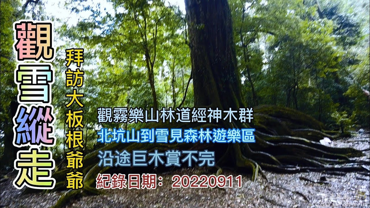 觀雪縱走(樂雪縱走)，拜訪大板根爺爺，觀霧樂山林道經仰天神木、劈腿樹、八爪樹、北坑山到雪見遊憩區，沿途巨木群很壯觀-FP171,1