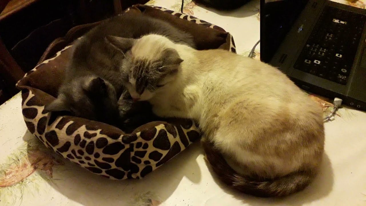 Les Derniers Moments de mon Chat - Fin de vie - Repose en Paix 🙏 Catsie 💗🕊