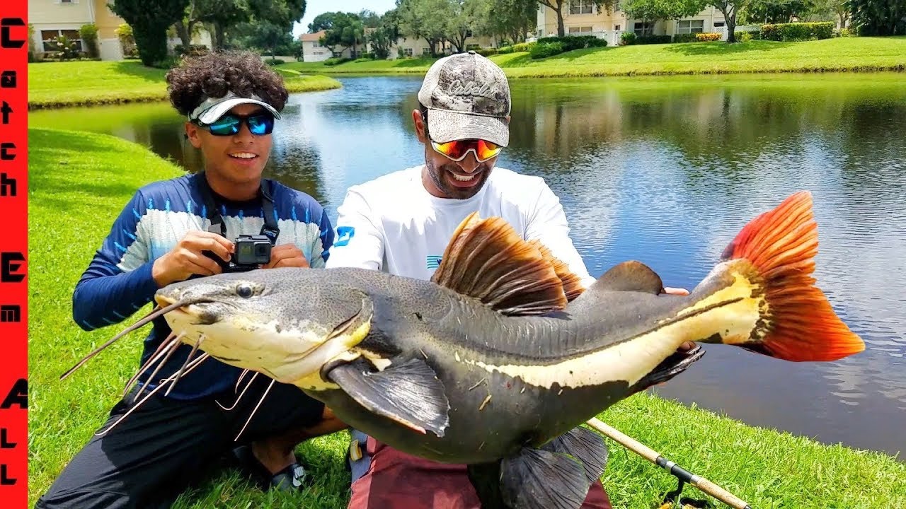 RARE GIANT Redtail CATFISH Caught in TOWN CENTER!