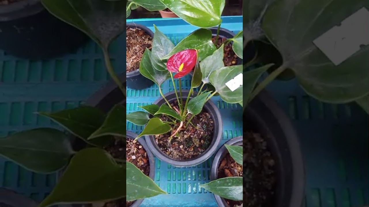 ඇන්තූරියම්, ඔකිඩ් වටිනම වර්ග අවශ්‍ය නම්  0772448684