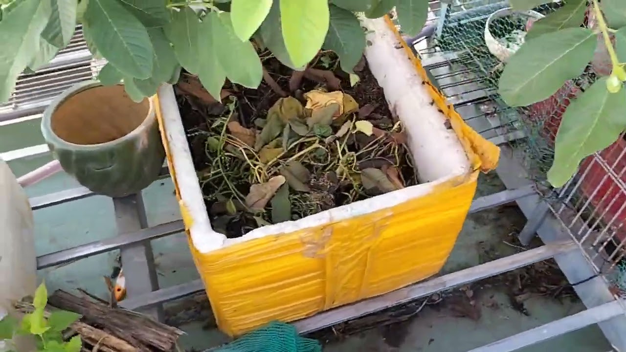 tham khảo cách làm vườn rau trên mái tôn