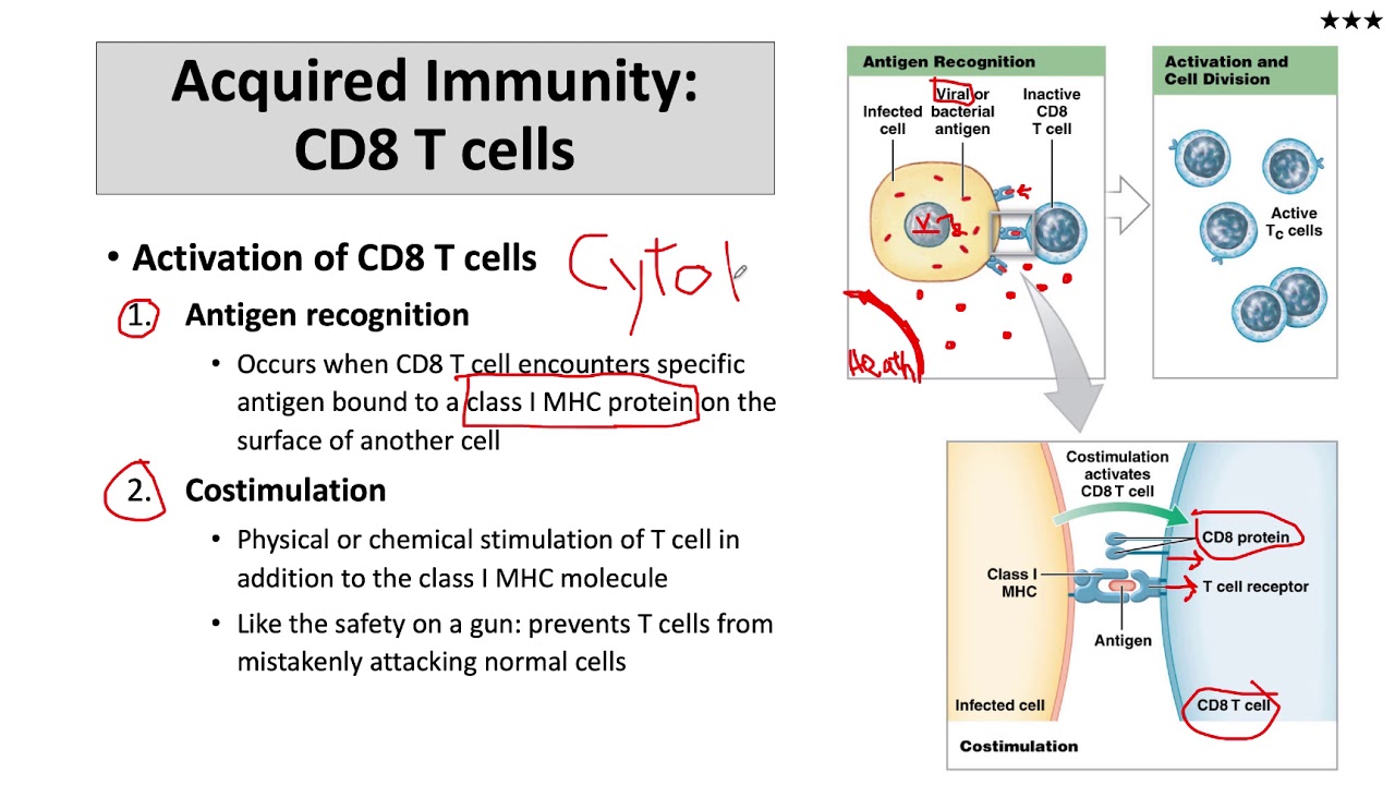 CD8 T cell activation and function