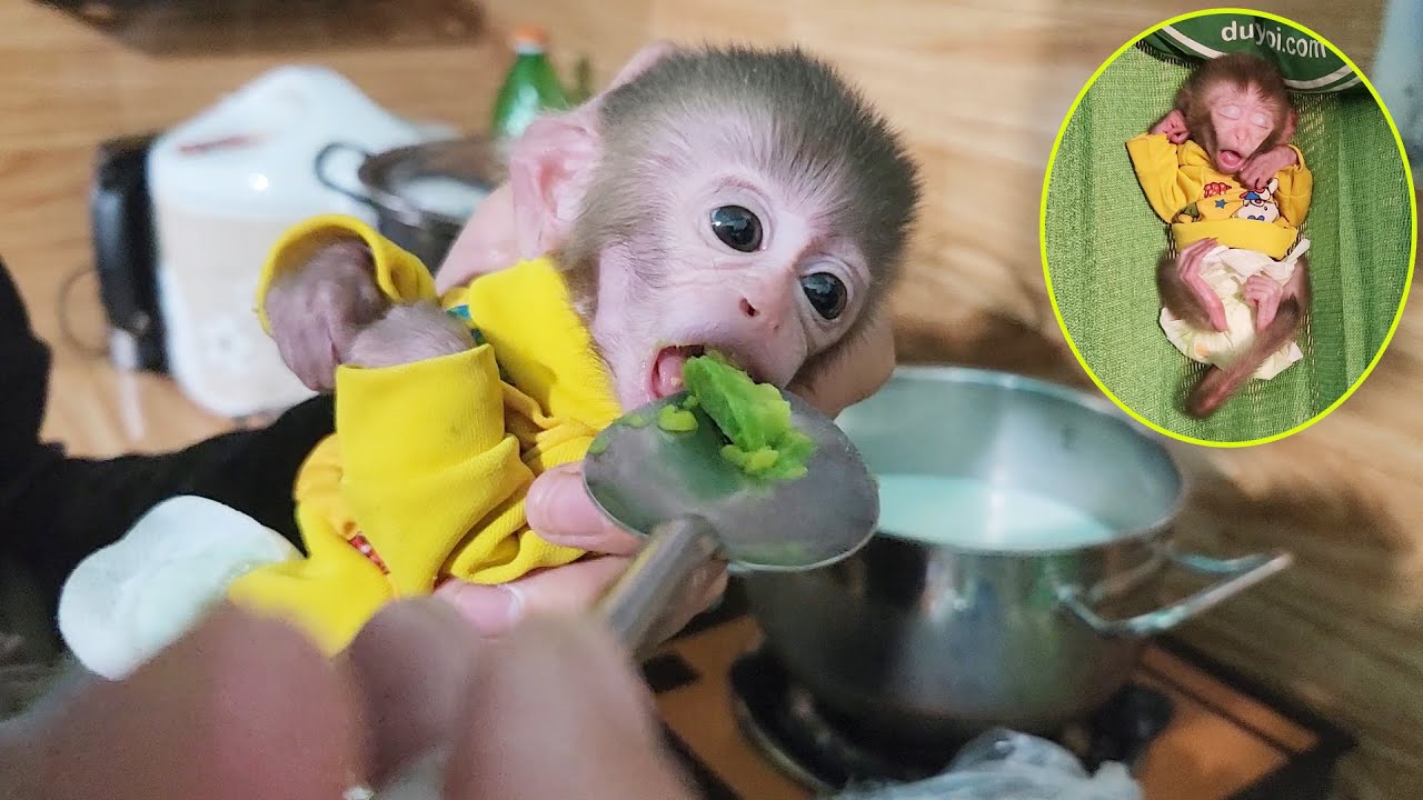 DoDo's Unusual Priorities: Sleep or Avocado Ice Cream with Dad?