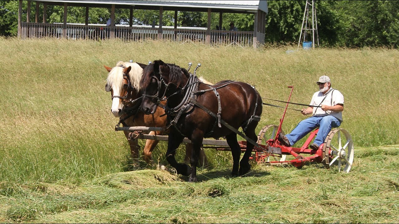 Hay Mowing with Horses at Hamilton
