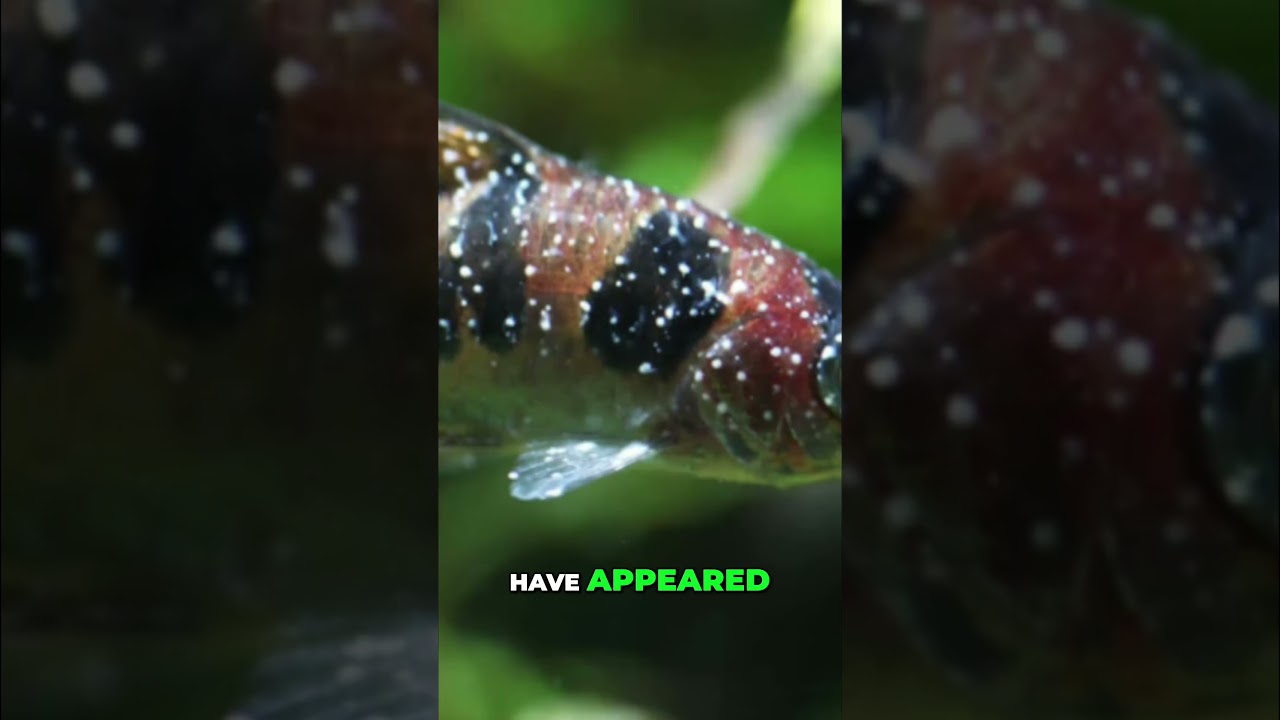 Рыба ведёт себя странно? Попробуйте температуру 87&deg;F (30&deg;C).