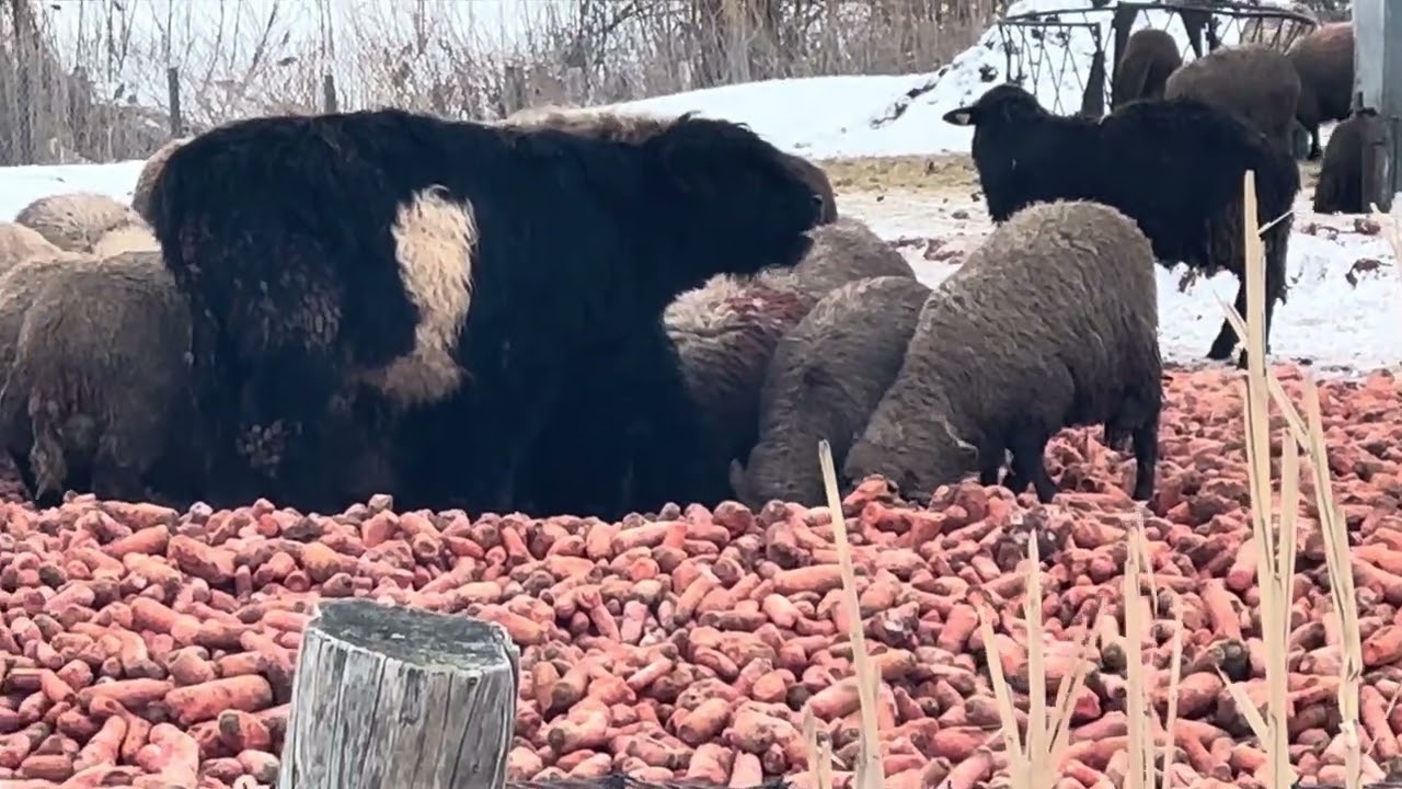 CANADA: WELL FED ANIMALS.